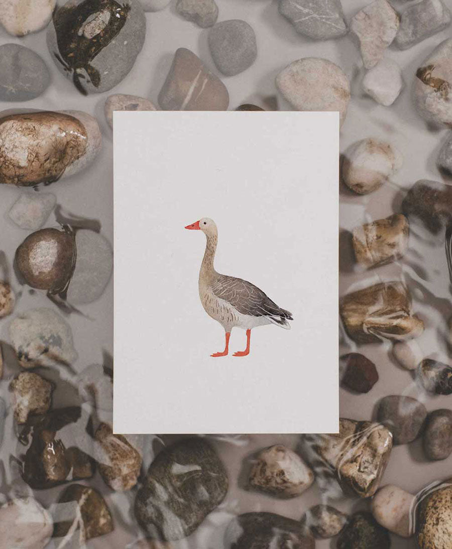 Postkarte "Graugans"