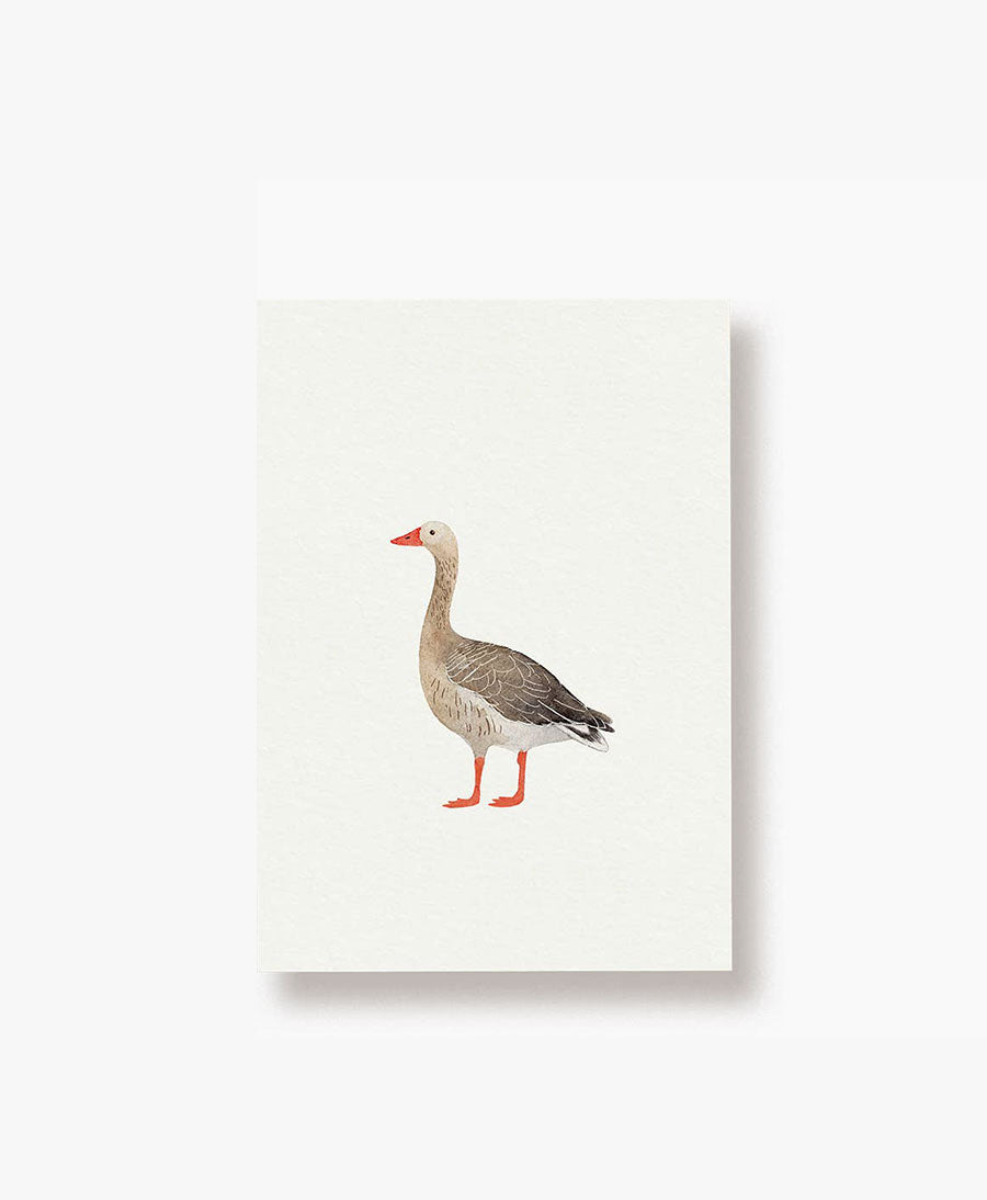 Postkarte "Graugans"