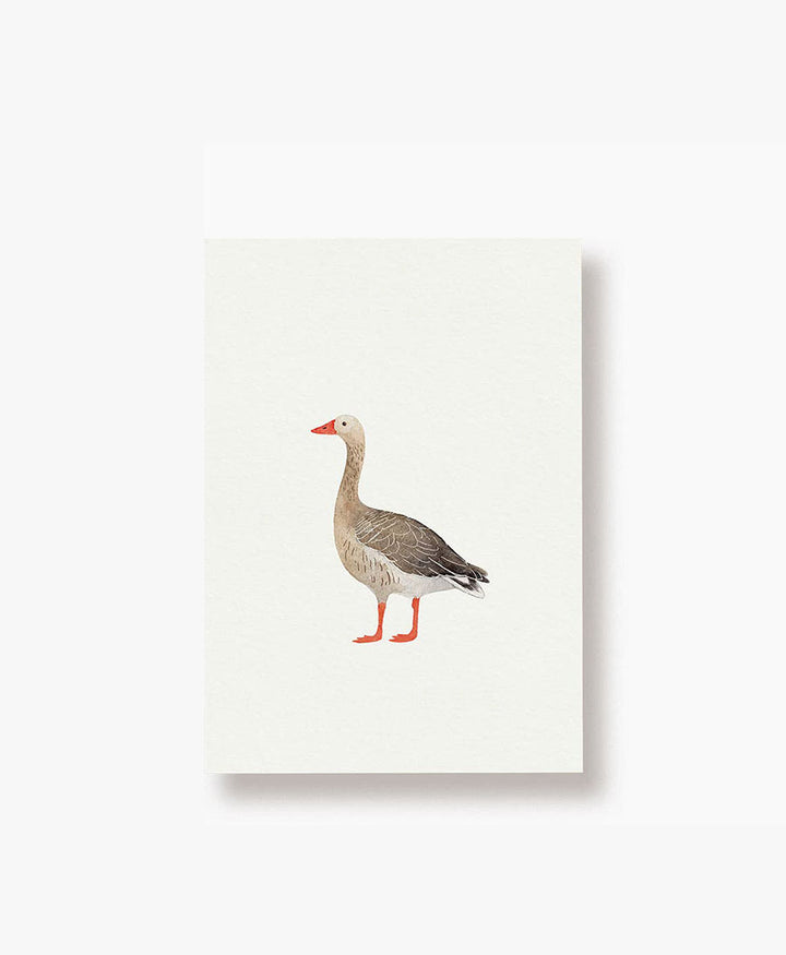 Postkarte "Graugans"