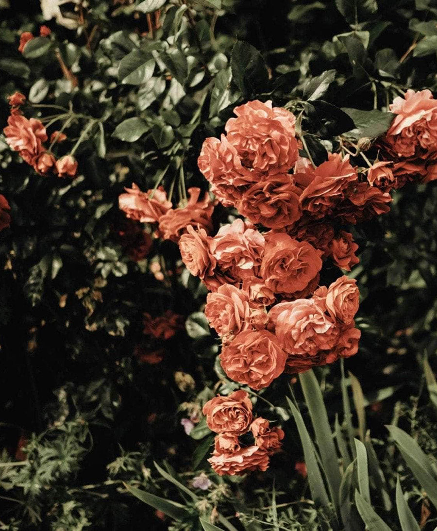 Duftkerze "Rosenrot" - 100% natürlich - 75g