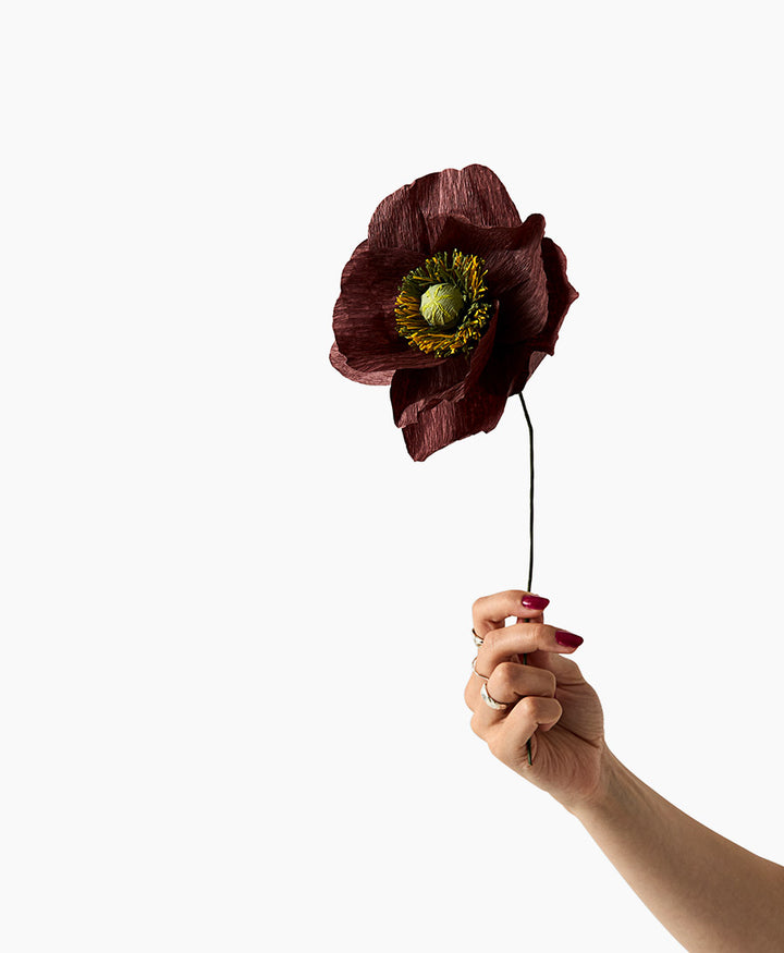 Papierblume Papaver - Rotbraun