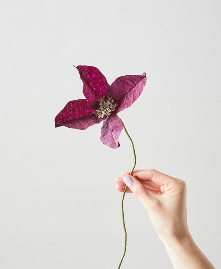 Papierblume Waldrebe Clematis Aubergine - Studio About - clomes