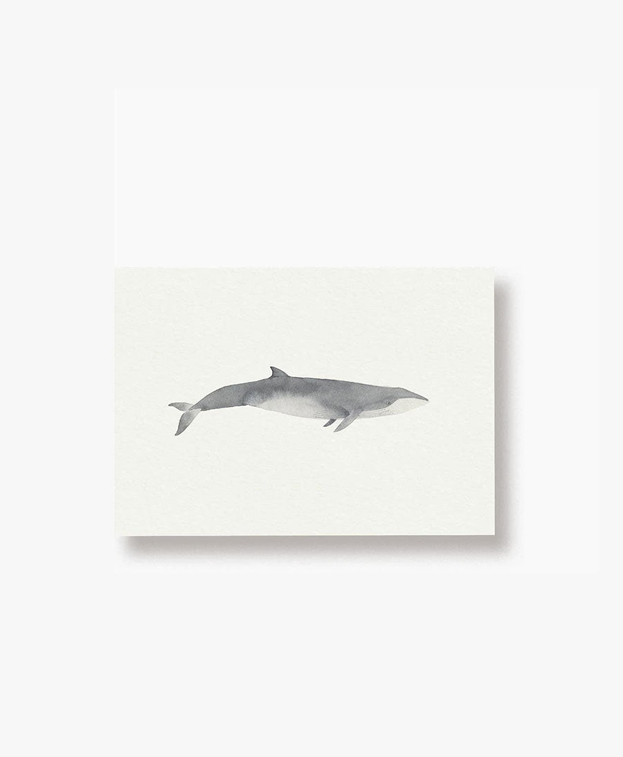 Postkarte "Seiwal"
